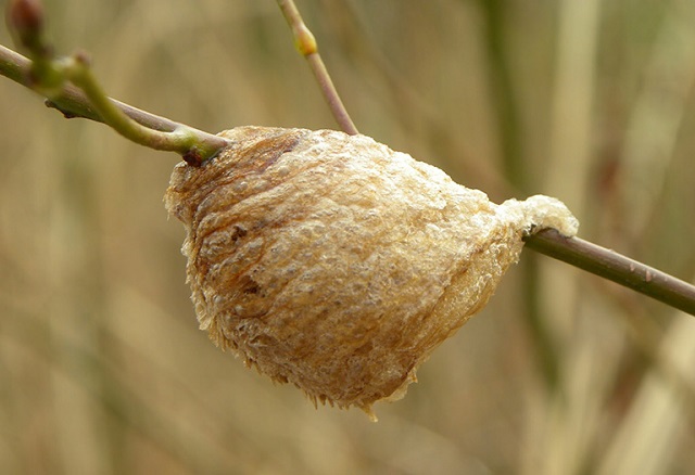 Tang phi&ecirc;u phi&ecirc;u (tổ bọ ngựa tr&ecirc;n c&acirc;y d&acirc;u) l&agrave; vị thuốc Đ&ocirc;ng y c&oacute; chứa nhiều hoạt chất qu&yacute;, tốt cho sức khỏe sinh l&yacute;