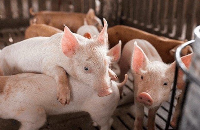 Giá thịt lợn hơi hôm nay 7/5 tại miền Bắc cao nhất cả nước, có địa phương lên tới 95.000 đồng/kg