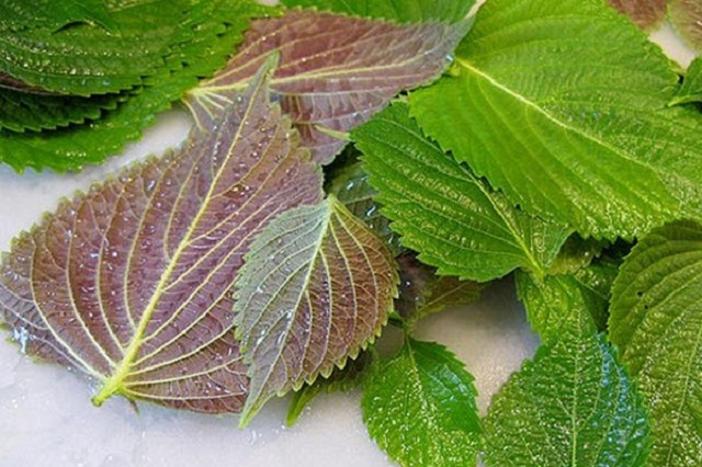 Không chỉ là loại rau gia vị lá tía tô còn có tác dụng trong điều trị một số bệnh lý và làm đẹp cho chị em phụ nữ