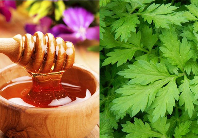 Chữa tho&aacute;t vị đĩa đệm bằng ngải cứu v&agrave; mật ong l&agrave; b&agrave;i thuốc Đ&ocirc;ng y hiệu quả được nhiều người &aacute;p dụng