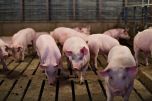 Giá thịt hôm nay 9/5: Lợn hơi tiếp tục duy trì ở mức cao, miền Nam tăng mạnh
