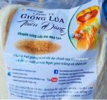 Bình Định khuyến cáo về giống lúa “Thiên Đàng MS 2019”