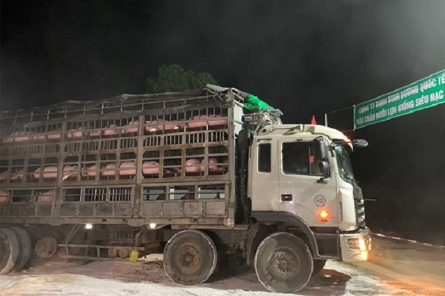 Lô lợn giống đầu tiên được nhập khẩu từ Thái Lan đã về đến Việt Nam