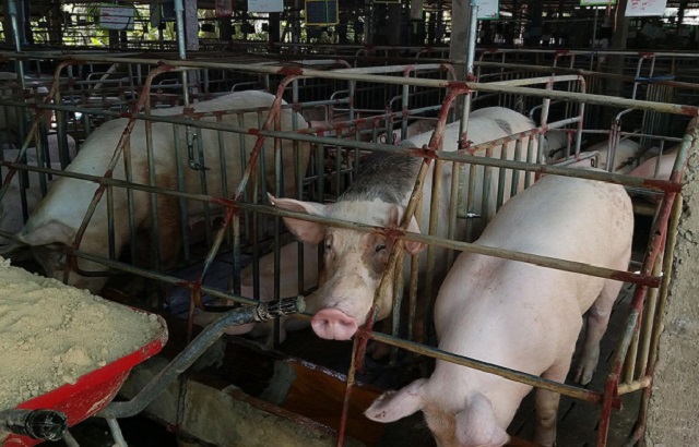 Cần tăng cường nhập khẩu lợn giống bố mẹ để nhân giống, tái đàn, khôi phục sản xuất chăn nuôi lợn trong nước