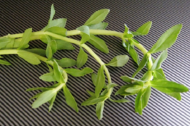 Rau ngổ c&oacute; chứa nhiều th&agrave;nh phần dinh dưỡng gi&uacute;p trị n&aacute;m hiệu quả