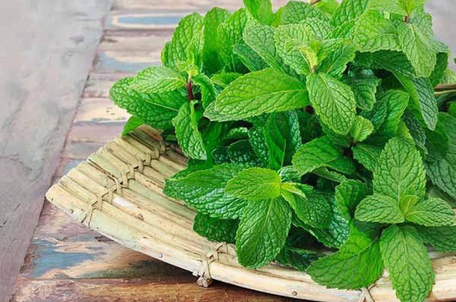 Để việc d&ugrave;ng l&aacute; bạc h&agrave; tươi c&oacute; hiệu quả cần c&oacute; những ch&uacute; &yacute; trong qu&aacute; tr&igrave;nh sử dụng