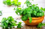 Cây bạc hà: Dược liệu “vàng” cho sức khỏe