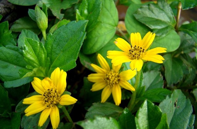 C&acirc;y s&agrave;i đất được sử dụng để hỗ trợ điều trị nhiều loại bệnh l&yacute;