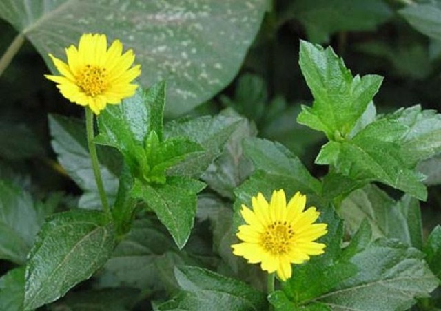 Tắm l&aacute; s&agrave;i đất cho b&eacute; được c&aacute;c mẹ sử dụng trong c&aacute;c ng&agrave;y h&egrave; oi n&oacute;ng đơn giản, kh&ocirc;ng mất thời gian v&agrave; tốn c&ocirc;ng sức