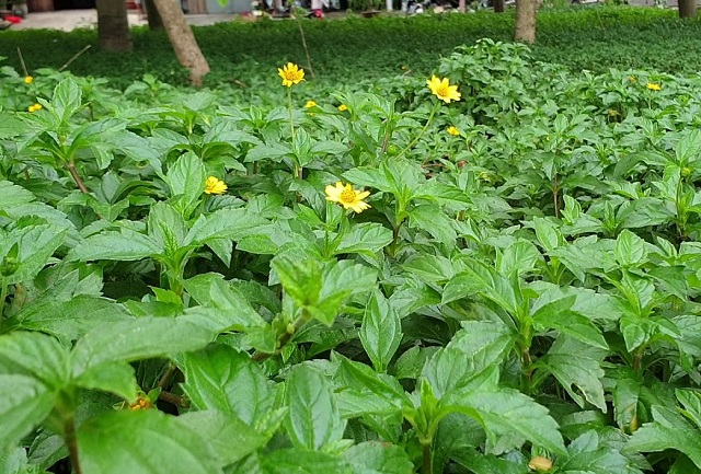 L&aacute; s&agrave;i đất thường mọc dại sống dai tr&ecirc;n th&acirc;n c&oacute; l&ocirc;ng cứng n&ecirc;n c&aacute;c mẹ cần vệ sinh đảm bảo