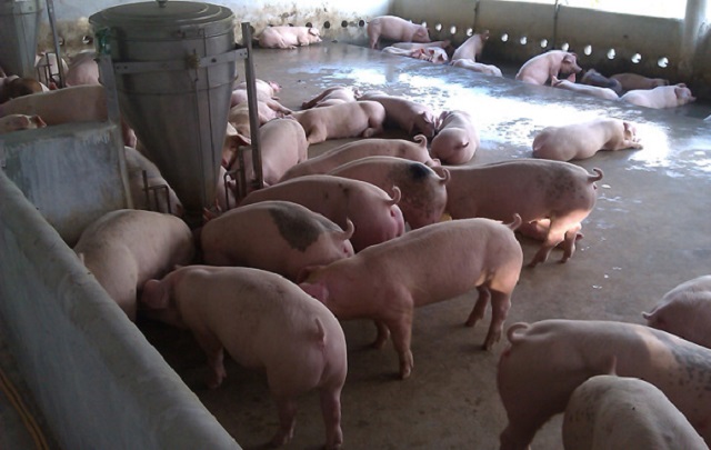 giá thịt lợn hôm nay 18/5