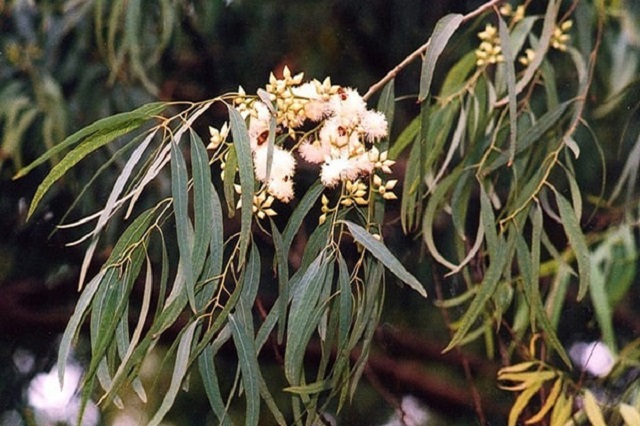 Để sử dụng c&acirc;y cơm ch&aacute;y mang lại hiệu quả cao cần c&oacute; những lưu &yacute; trong qu&aacute; tr&igrave;nh sử dụng