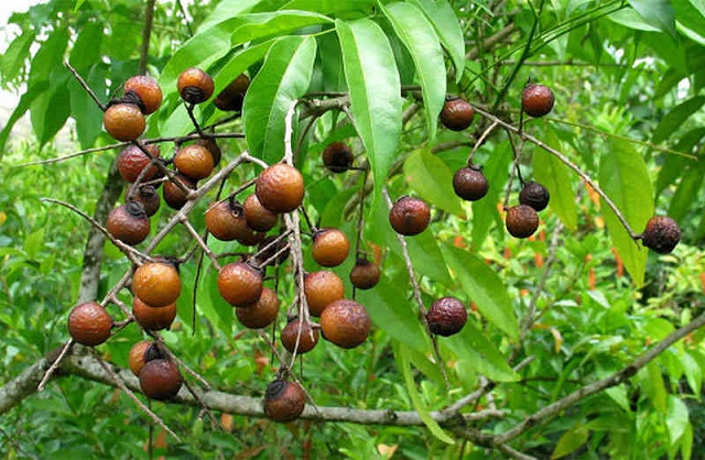 Ở nước ta c&acirc;y bồ h&ograve;n thường mọc nhiều ở c&aacute;c tỉnh miền n&uacute;i Ph&iacute;a Bắc