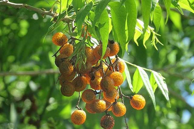 Ngo&agrave;i những c&ocirc;ng dụng gi&uacute;p &iacute;ch trong đời sống th&igrave; bồ h&ograve;n cũng được sử dụng l&agrave;m vị thuốc gi&uacute;p cải thiện nhiều chứng bệnh, gi&uacute;p phục hồi sức khỏe nhanh ch&oacute;ng