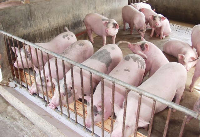 Giá thịt lợn vẫn ở đỉnh 100.000 đồng/kg