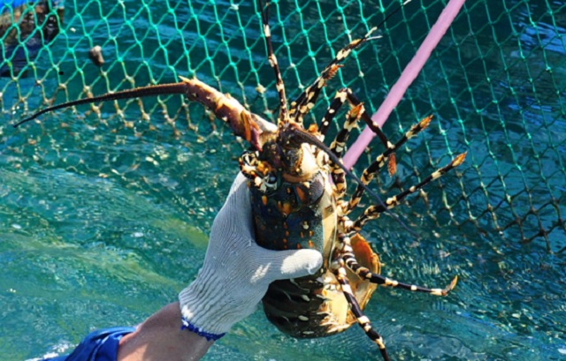 Nghề nuôi tôm hùm luôn đối diện nhiều thách thức và rủi ro