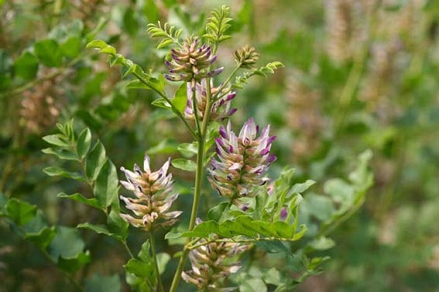 C&acirc;y cam thảo c&oacute; nguồn gốc ở Trung Quốc v&agrave; được sử dụng như một loại thảo dược qu&yacute;