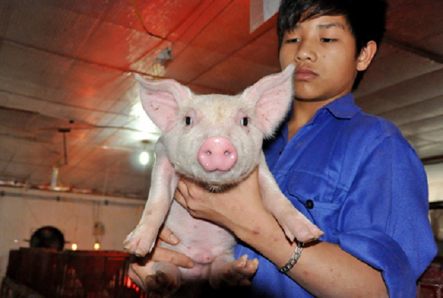 Gi&aacute; lợn hơi h&ocirc;m nay 21/5 tiếp tục nhiều nơi tiếp tục tăng cao