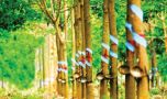 Giá cao su hôm nay 21/5: Tăng mức cao