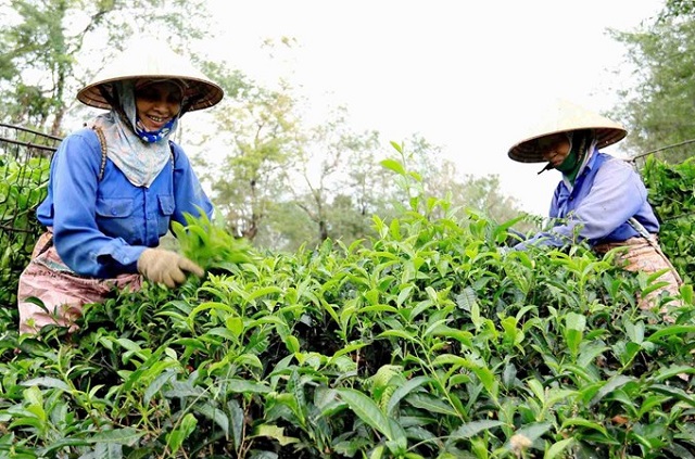 Tiền th&acirc;n của c&aacute;c c&ocirc;ng ty n&ocirc;ng, l&acirc;m nghiệp hiện nay l&agrave; c&aacute;c n&ocirc;ng, l&acirc;m trường quốc doanh