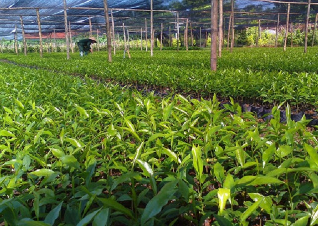 Vườn ươm c&acirc;y giống ba k&iacute;ch