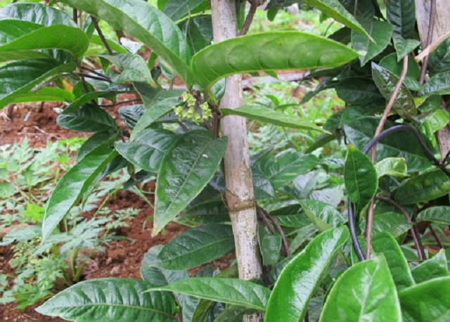 Ba k&iacute;ch từ l&acirc;u đ&atilde; được biết đến l&agrave; một loại dược liệu qu&yacute;, c&oacute; nhiều t&aacute;c dụng đối với sức khỏe con người