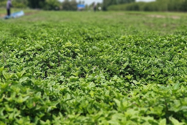 C&aacute;nh đồng sương s&aacute;o xanh ng&aacute;t nhất miền T&acirc;y