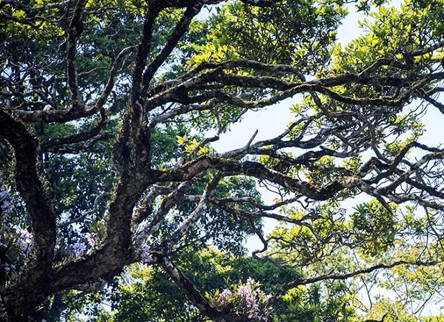 Thảm thực vật phong ph&uacute;, đa dạng tr&ecirc;n độ cao hơn 1000m