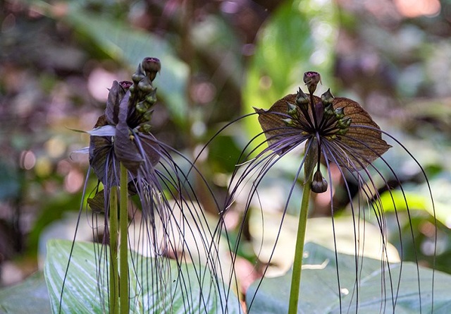 C&acirc;y R&acirc;u h&ugrave;m (Tacca chantrieri), 1 trong những c&acirc;y thuốc qu&yacute; trong Vườn quốc gia