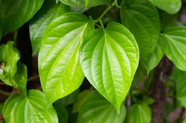 Từ trước đến nay l&aacute; trầu kh&ocirc;ng vẫn được sử dụng để chữa nhiều bệnh l&yacute;