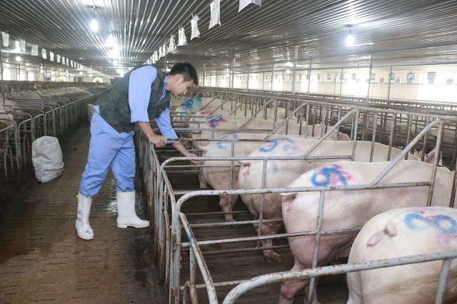 Lợn hơi vẫn ở mức cao tr&ecirc;n cả 3 miền của cả nước