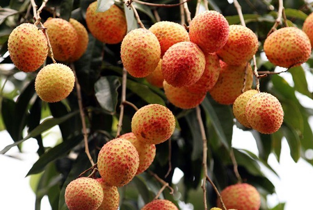 Vải trứng Hưng Y&ecirc;n l&agrave; sản phẩm n&ocirc;ng sản thứ 19 của tỉnh Hưng Y&ecirc;n được Cục Sở hữu tr&iacute; tuệ cấp chứng nhận bảo hộ nh&atilde;n hiệu