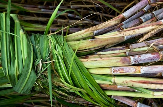 Ngành mía đường đang gặp khó khăn trong việc cạnh tranh về giá và chất lượng đường cũng như có khả năng sẽ dừng hoạt động khi đường nhập ngoại tăng cao