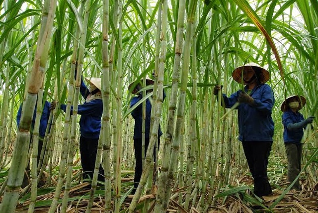 Một trong những điểm quan trọng đối với việc phát triển, nâng cao năng lực cạnh tranh ngành mía đường là tìm giải pháp giúp doanh nghiệp, người dân và nhà khoa học có được tiếng nói chung