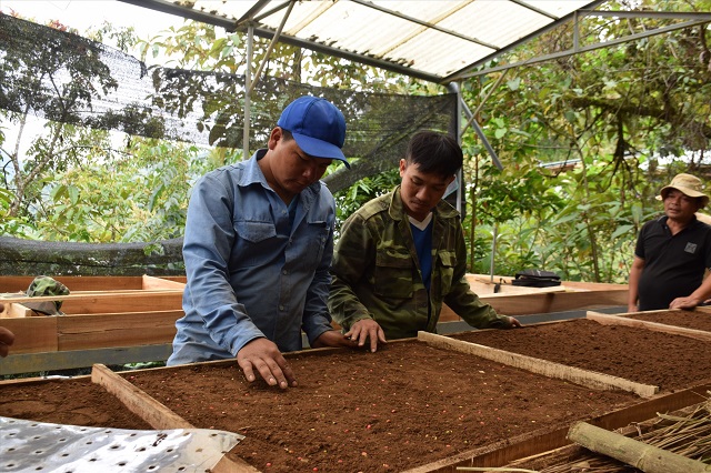 &Aacute;p dụng khoa học kỹ thu&acirc;t v&agrave;o việc ươm c&acirc;y giống S&acirc;m Ngọc Linh gi&uacute;p tỷ lệ c&acirc;y con mọc nhiều hơn