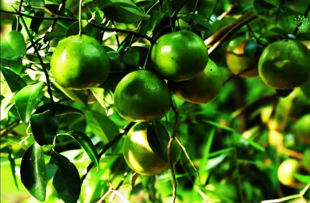 Qu&yacute;t đường Long Trị c&oacute; mặt tại v&ugrave;ng đất Hậu Giang hơn nửa thế kỷ v&agrave;o khoảng 1998 - 2000