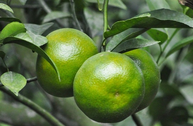 Qu&yacute;t đường Long Trị nổi tiếng bởi hương vị đặc trưng v&agrave; kh&aacute;c biệt so với c&aacute;c loại qu&yacute;t ở v&ugrave;ng kh&aacute;c