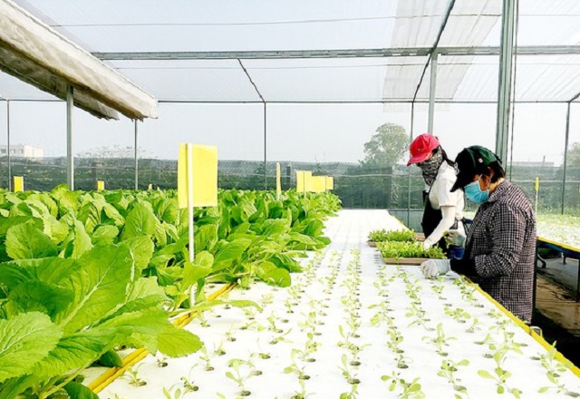 Doanh thu của hầu hết đều bị ảnh hưởng do dịch Covid-19