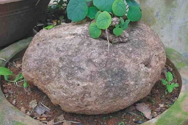 b&igrave;nh v&ocirc;i c&oacute; nhiều tac dụng đối với sức khỏe