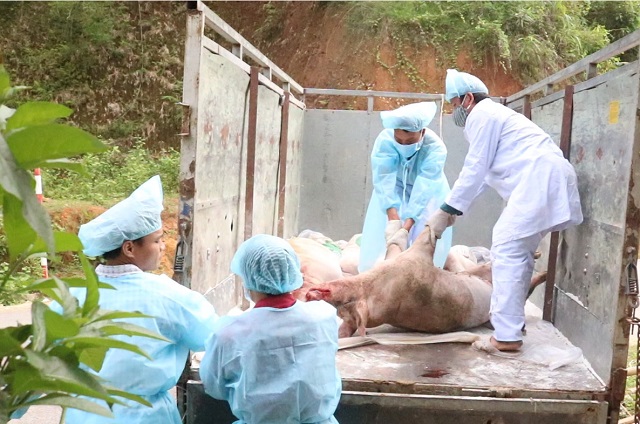 Dịch tả lợn t&aacute;i ph&aacute;t g&acirc;y kh&oacute; khăn cho việc t&aacute;i đ&agrave;n