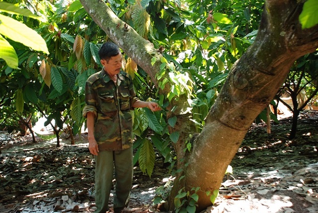 Những năm trở lại đ&acirc;y gi&aacute; ca cao lu&ocirc;n ổn định ở mức cao, mang lại nguồn thu ổn định cho người d&acirc;n B&igrave;nh Phước