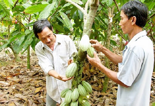 trồng cacao ở b&igrave;nh phước