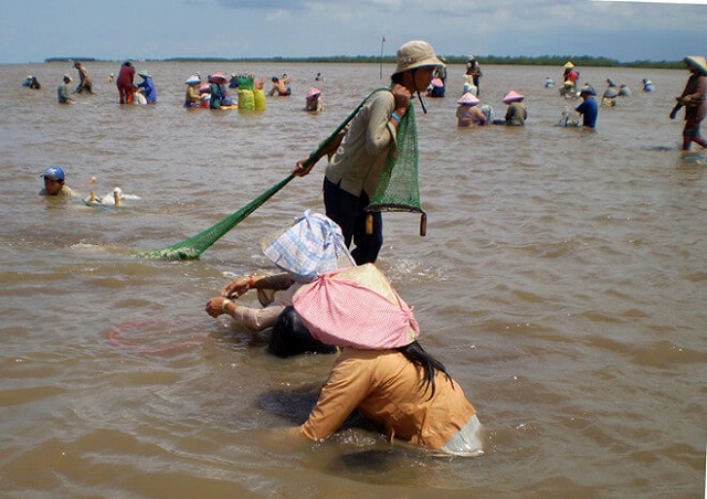 mắm s&ograve; lăng c&ocirc;