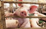Đồng Tháp: Tái đàn lợn gặp khó khi nguồn cung lợn giống khan hiếm