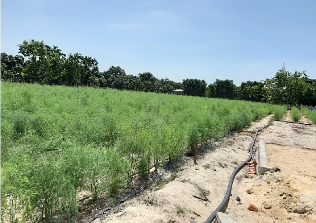 trồng măng t&acirc;y ở ninh thuận