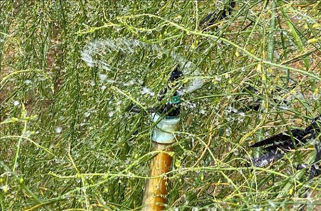 tr&ocirc;ng măng t&acirc;y ở ninh thuận