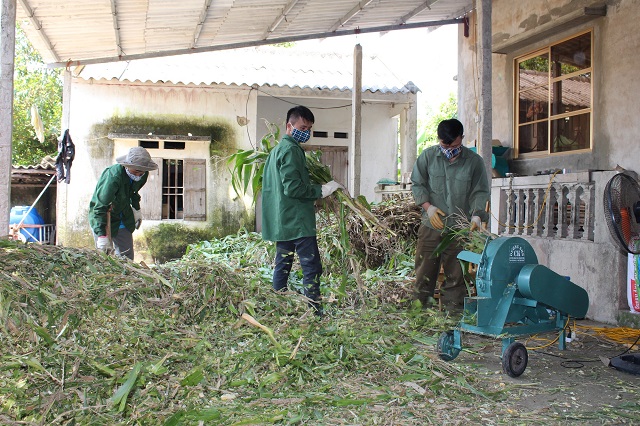 Trồng ng&ocirc; lấy hạt ng&agrave;y c&agrave;ng kh&oacute; khăn do sự cạnh tranh của ng&ocirc; nhập khẩu gi&aacute; rẻ