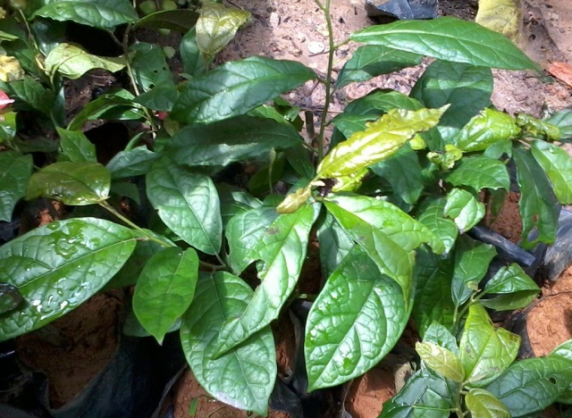 xa đen tốt cho người cao huyết &aacute;p