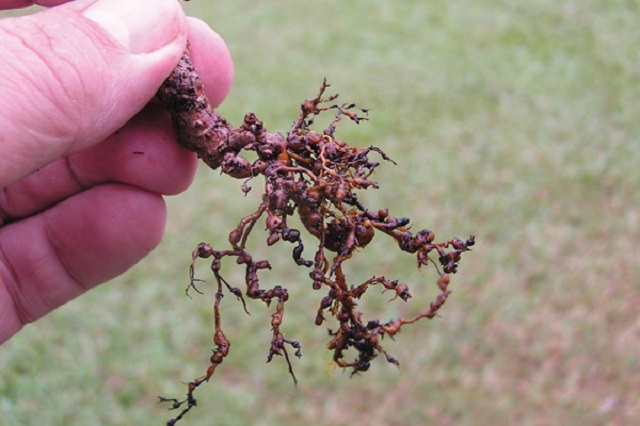 rễ nh&agrave;u tốt cho người mắc bệnh cao huyết &aacute;p