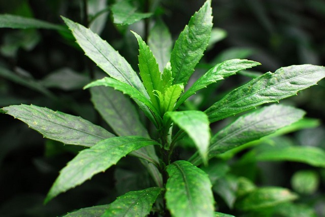 c&acirc;y sương s&ocirc;ng t&oacute;t cho người cao huyết &aacute;p